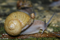 Espace escargots Le Croisic